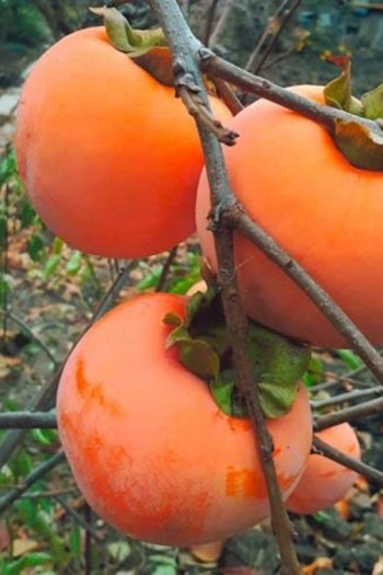 Хурма Голден Квін самоплідна | Diospyros kaki ‘Golden Queen’ | Хурма Голден Квин самоплодная